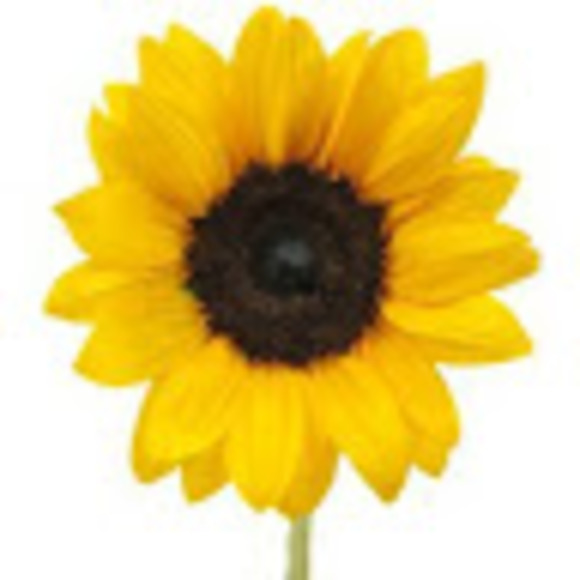 Meet your Posher, Charlie - Picture 1 of 1